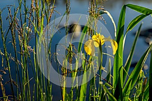 Close-up of beautiful yellow iris and other plants on the river early in the morning. Concept of seasons, the