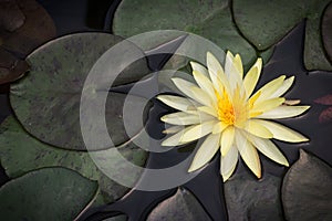 Close up beautiful yellow lotus blooming in pond