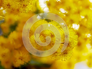 Close up beautiful yellow Mimosa flower in japannese garden photo