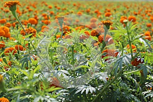 Close up of beautiful yellow orange colored Marigold flower bed.