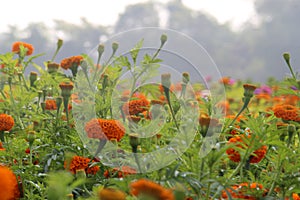 Close up of beautiful yellow orange colored Marigold flower bed.