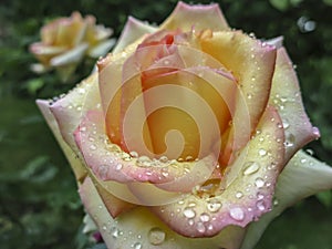 Close-up of beautiful yellow orange with red rose Ambiance. Petals are covered with raindrops