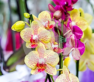 Close-up of yellow orchid Phalaenopsis Cleopatra with red spots