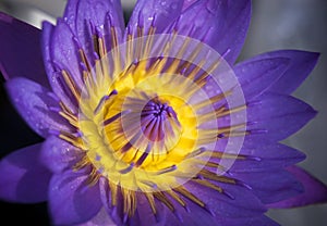 Close-up of beautiful yellow pollen of a single violet lotus flower. Vibrant violet water lily blossoms with water droplets after