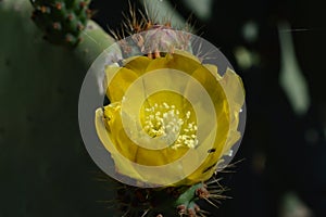 Close-up of a Beautiful Yellow Prickly Pear Flower, Nature, Macro