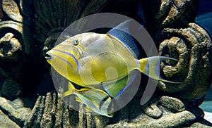 Close up of a beautiful yellow Queen Triggerfish