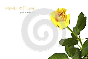 Close up of beautiful yellow rose