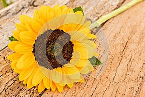 Close-up of beautiful yellow sunflower blossom on old rustic wooden table