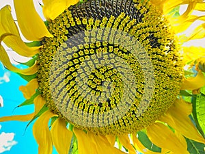 Close up beautiful yellow sunflower. Blue sky with white clouds and green background