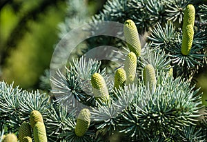 Close-up of beautiful yellowish green male cones on branches of Blue Atlas Cedar Cedrus Atlantica Glauca tree with blue needles