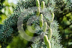 Close-up of beautiful yellowish green male cones on branches of Blue Atlas Cedar Cedrus Atlantica Glauca tree with blue needles