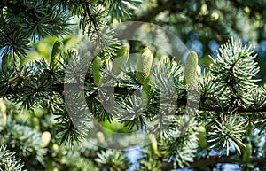 Close-up of beautiful yellowish green male cones on branches of Blue Atlas Cedar Cedrus Atlantica Glauca tree with blue needles