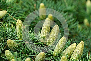 Close-up beautiful yellowish green male cones on branches of Cedar Tree Cedrus libani or Lebanon Cedar.