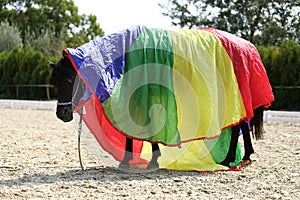 Close Up of a beautiful young saddle horse during training