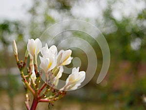 Close up of beautiful young yellowish white Plumeria Frangipani, Temple Tree, or Graveyard Tree flowers on a defocus background