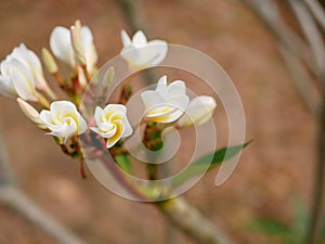 Close up of beautiful young yellowish white Plumeria Frangipani, Temple Tree, or Graveyard Tree flowers on a defocus background