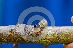 Close up of a beautifull caterpillar posing over a trunk inside of the amazon rainforest in Cuyabeno National Park in