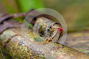 Close up of a beautifull caterpillar posing over a trunk inside of the amazon rainforest in Cuyabeno National Park in