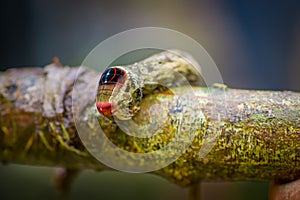 Close up of a beautifull caterpillar posing over a trunk inside of the amazon rainforest in Cuyabeno National Park in