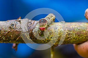 Close up of a beautifull caterpillar posing over a trunk inside of the amazon rainforest in Cuyabeno National Park in