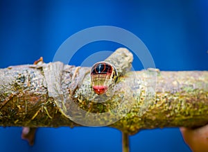 Close up of a beautifull caterpillar posing over a trunk inside of the amazon rainforest in Cuyabeno National Park in