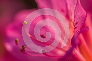 Close up of a beautifull flower