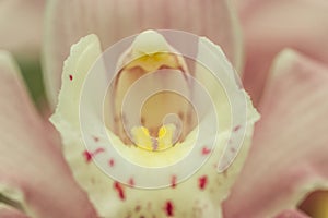 Close up of a beautifull flower