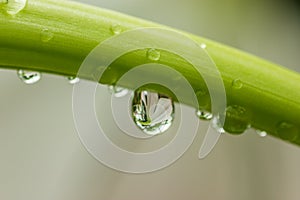 Close up of a beautifull flower in a waterdrop