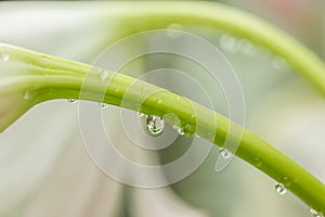 Close up of a beautifull flower in a waterdrop