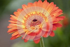 Close up of an beautifull orange Gerbera Flower.