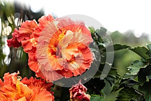 Close-up of beautiful orange and yellow hibiscus flower blossom in full bloom in Hawaii paradise, floral garden background, travel