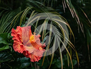 Close-up of beautiful orange and yellow hibiscus flower blossom in full bloom in Hawaii paradise, floral garden background, travel