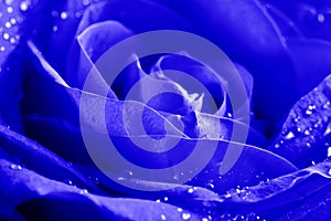 Close-up Beautiul Blue Rose With Water Drops