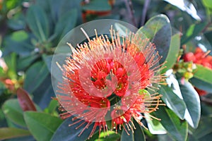 Close-up of the beauty of red flowers  Blooming in tropical forests, selectable focus.