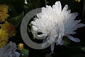 Close-up, the beauty of white flowers blooming, selectable focus.