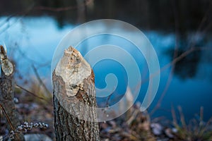 Close up beaver chewed tree or log