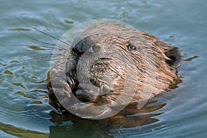 Close-up of beaver photo