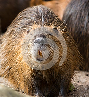 CLose up of beaver looking at the viewer