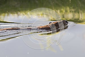 Close-up of Beaver in Water