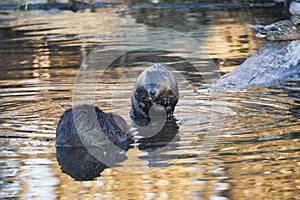 Close Up Beavers