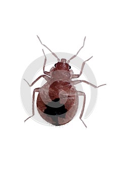 Close-up Bedbug photo