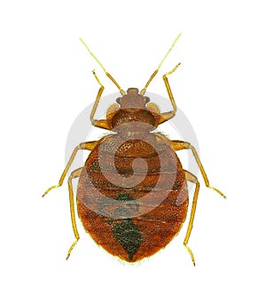 Bedbug Cimex lectularius isolated on white photo