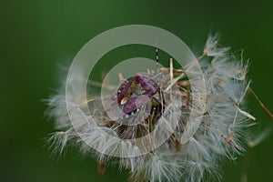 close - up of a bedbug on a dandelion in the garden