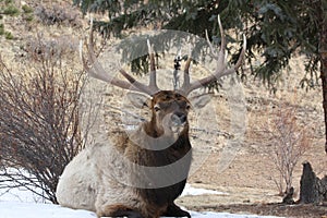 Close up bedded bull elk photo