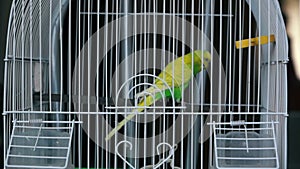 Close-up of the bedspread being removed from the cage in which a small playful parrot frolic.