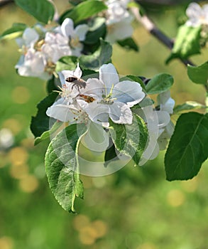 Close up of bee on the apple tree flower