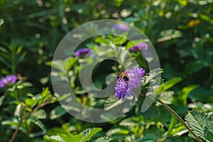 Close up of a bee on blooming Brazil button flower or Larkdaisy on blurred natural green background