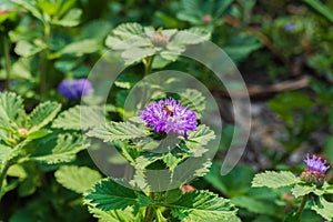 Close up of a bee on blooming Brazil button flower or Larkdaisy on blurred natural green background