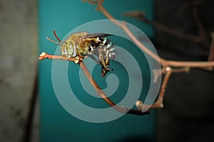 Close-up bee on the branch