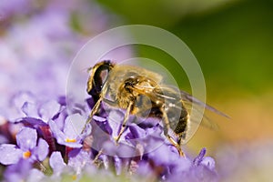 Close up of a Bee on a Buddleia